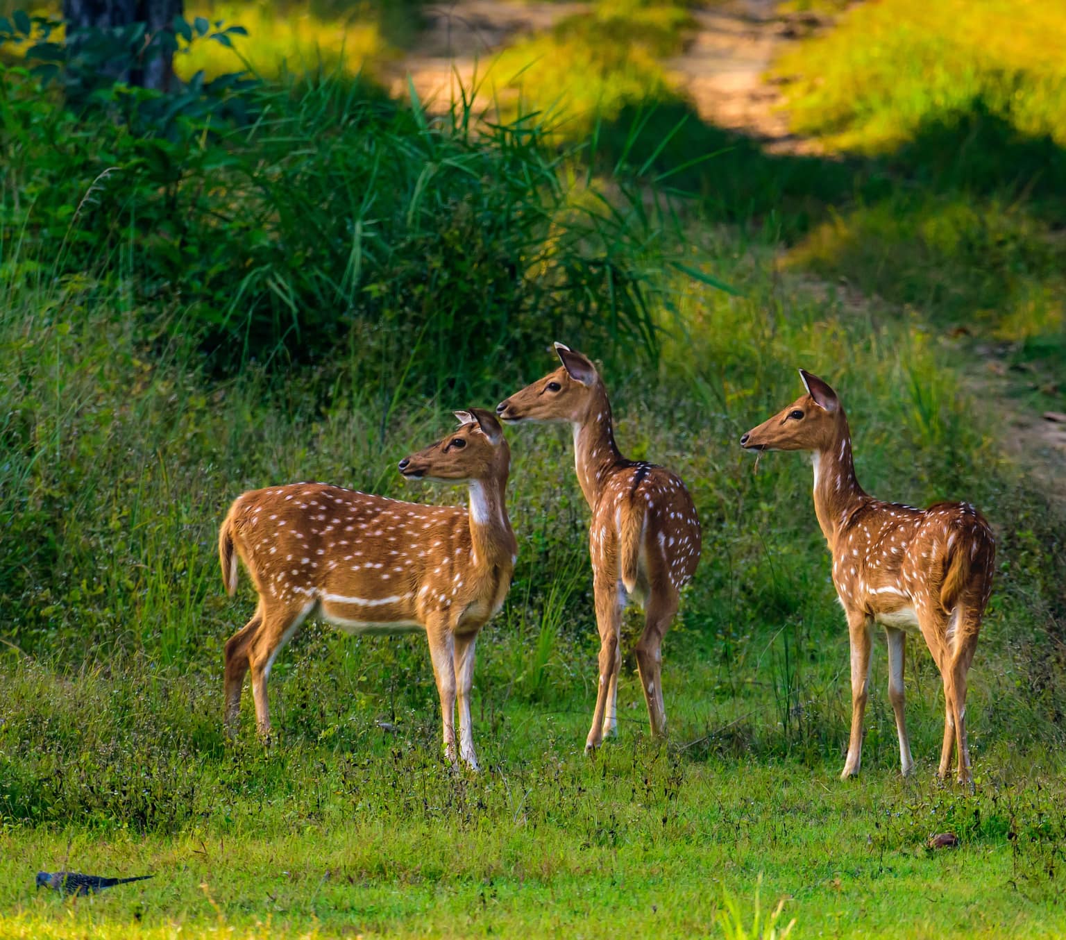 Madhya Pradesh